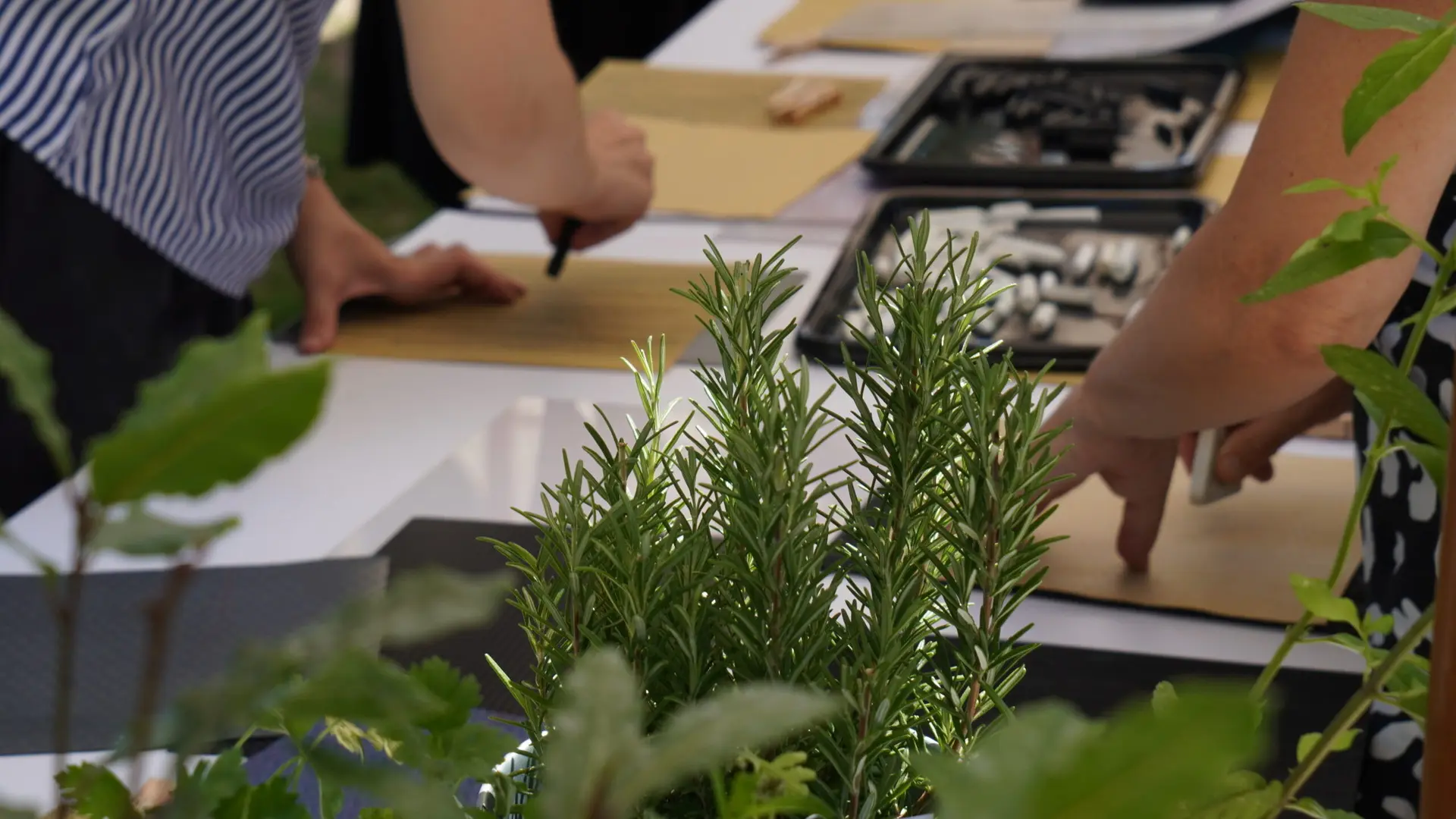 photo of BAM Community Day – Plants are our best allies: let’s learn how to listen to them