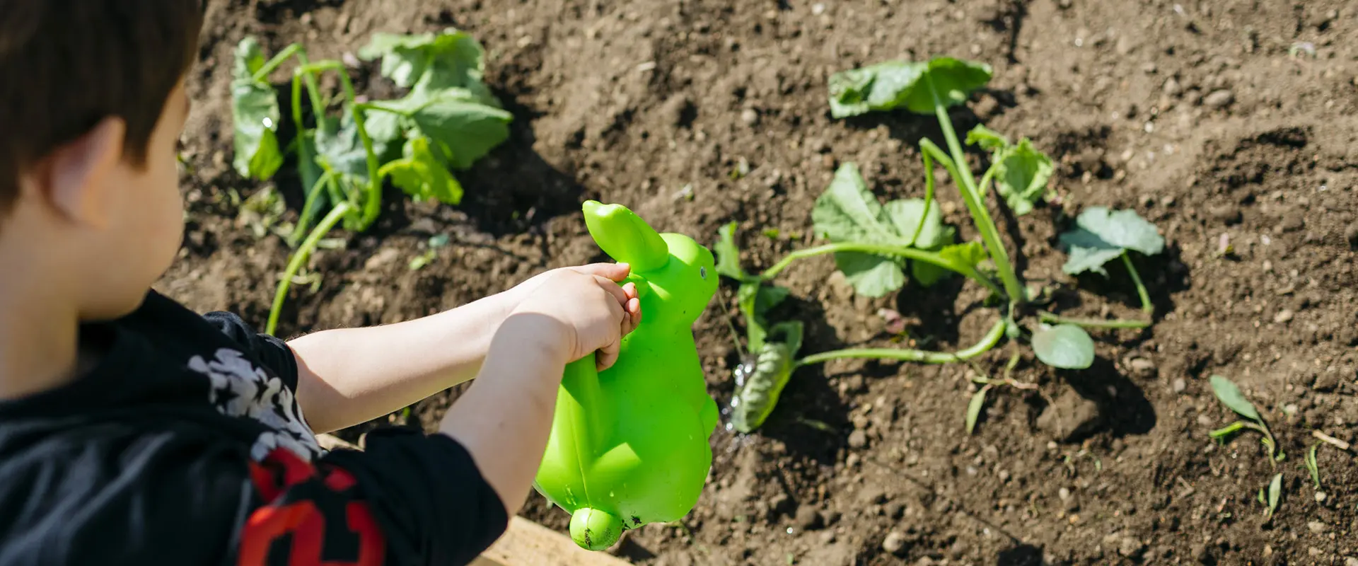 photo of BAM Workshop KIDS: Vegetable gardens 2024