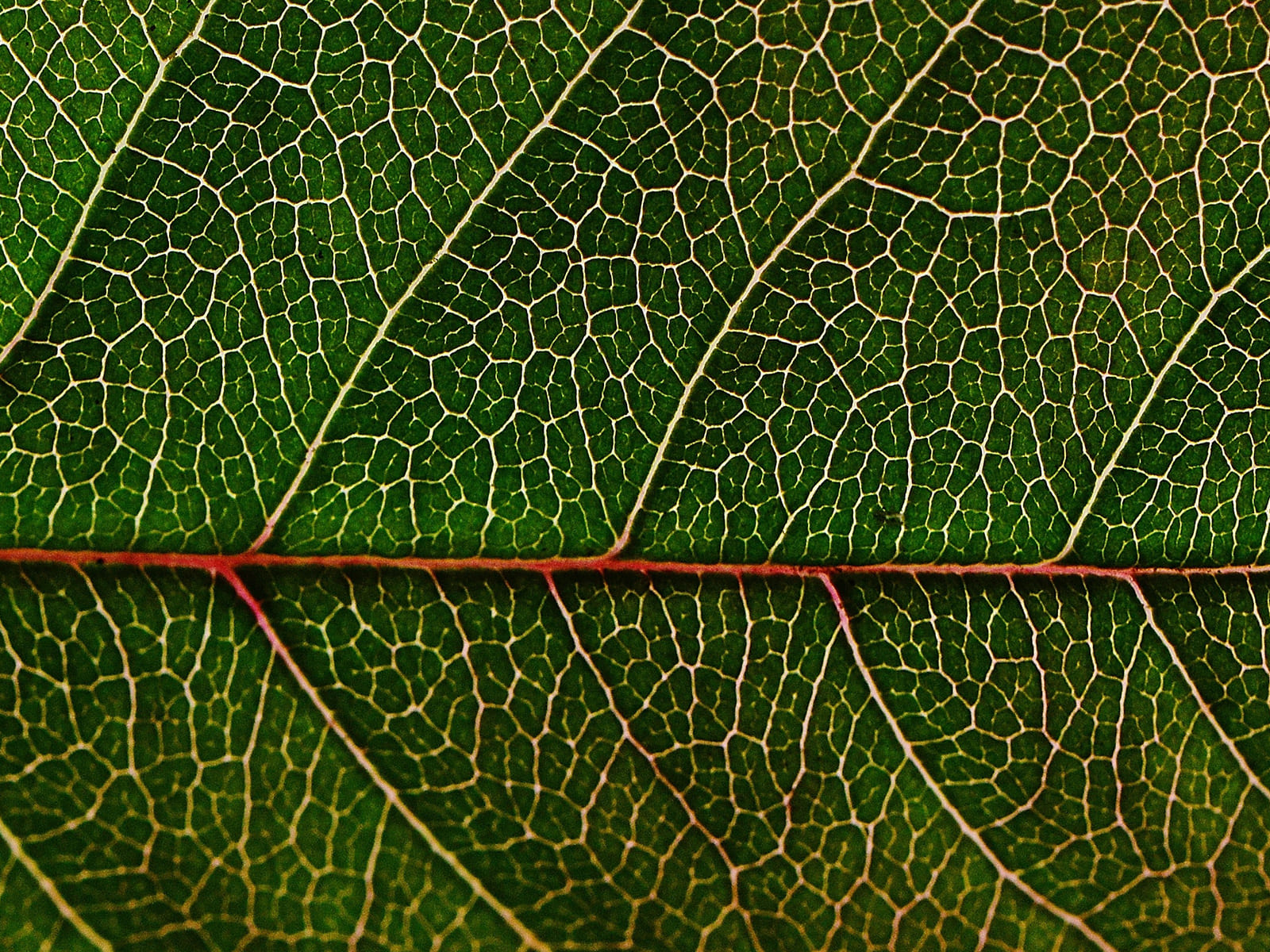 photo of Macro photography workshop