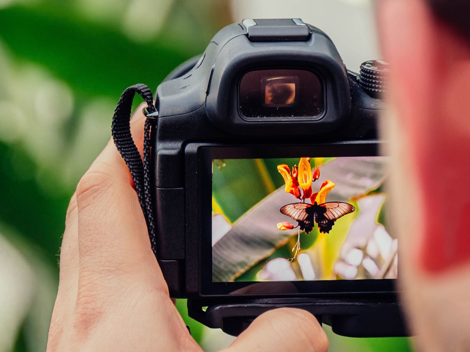 photo of BAM walks: nature and photography