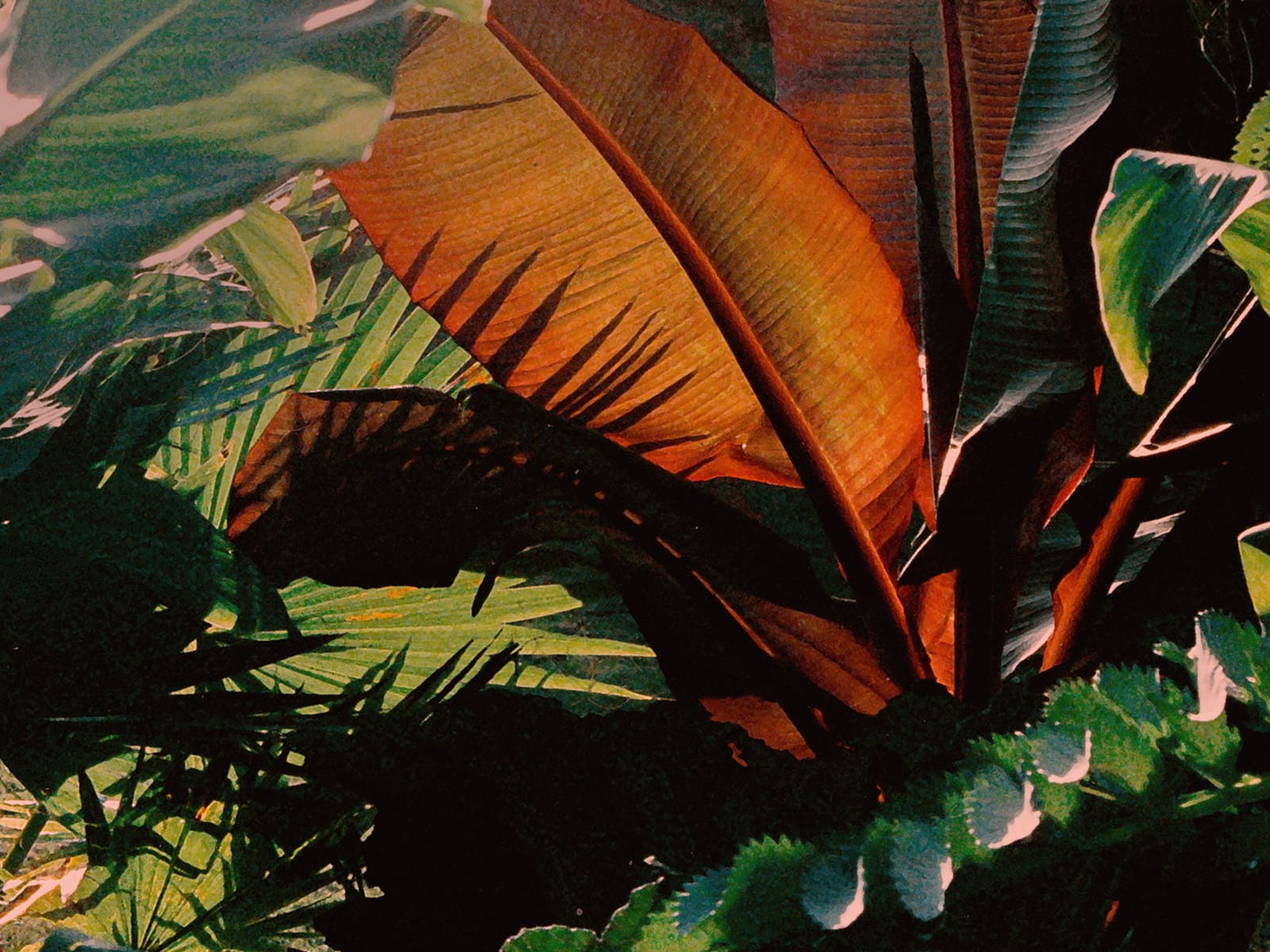 photo of SIX Garden Brunch Sunday, June 18th